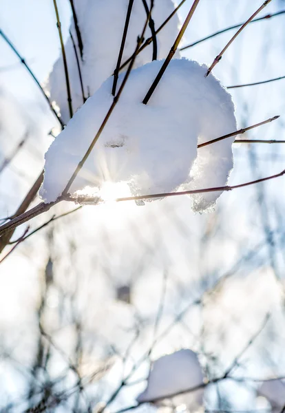 Couverture de neige sur un buisson en contre-jour — Photo