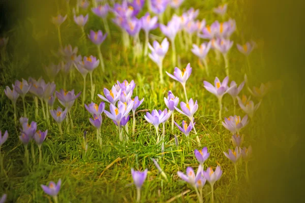 Crocus, flor de primavera em Alemanha — Fotografia de Stock