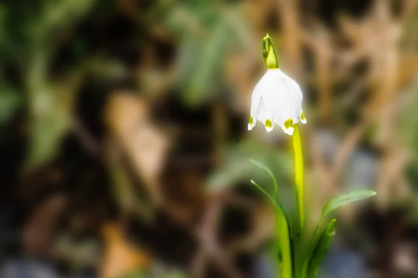 雪花，leucojum vernum — 图库照片