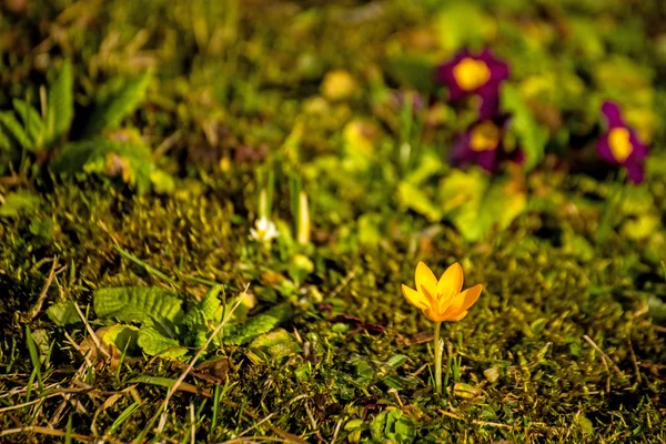 在德国的番红花，迎春花。 — 图库照片