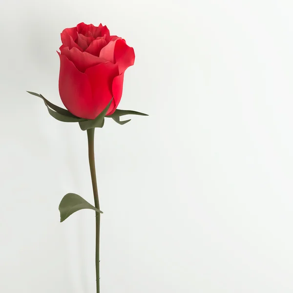 白い壁に単一のバラ — ストック写真