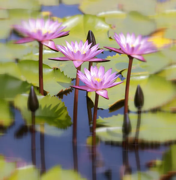 Pink water lily — Stock Photo, Image