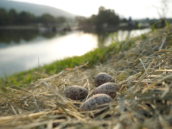 Neglected bird eggs on hay. The bird does not lay eggs in the nest.