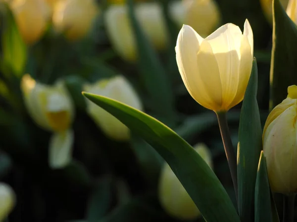 Alacakaranlık Güneşinde Lale Çiçekleri — Stok fotoğraf
