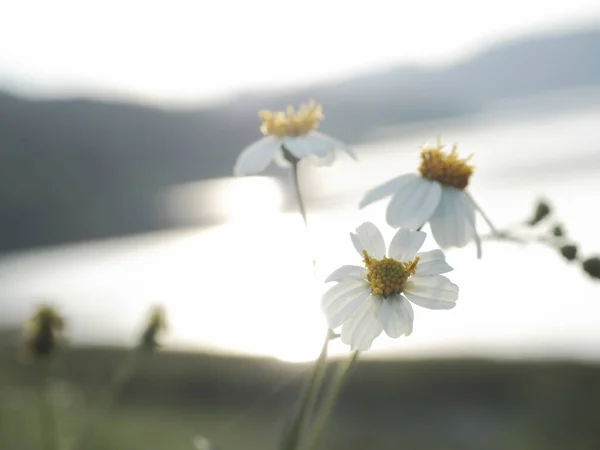 Vackra Blommor Värdelöst Koncept Vackra Gräsblommor Sen Regnperiod — Stockfoto