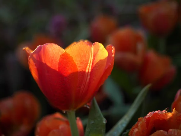 Damlacıklarının Ortasında Lale Çiçekleriyle Alacakaranlık Güneşi — Stok fotoğraf