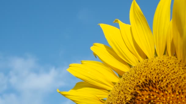 Sanfte Winde Des Wintermorgens Und Gelbe Sonnenblumen Kontrastieren Mit Blauem — Stockvideo