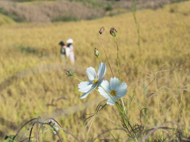Kadın pirinç tarlalarında çiçeklerle bulanıklaştı.