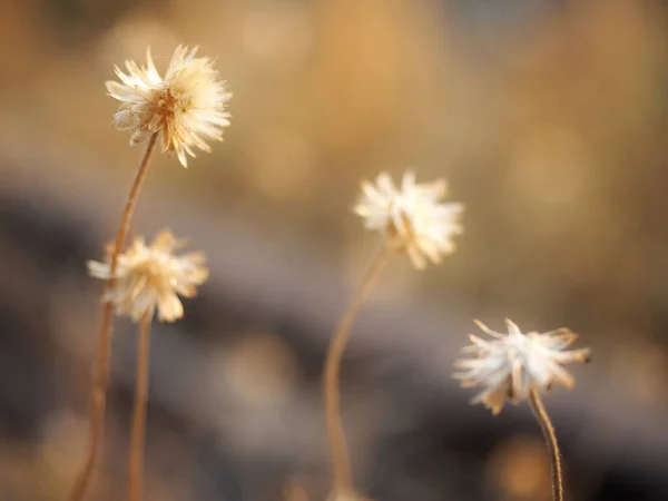 Vackra Blommor Värdelöst Koncept Vackra Gräsblommor Sommarkväll — Stockfoto