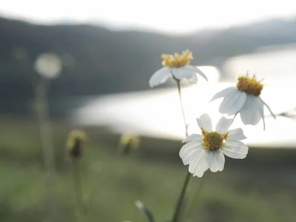 Vackra Blommor Värdelöst Koncept Vackra Gräsblommor Sen Regnperiod Biden Alba — Stockfoto