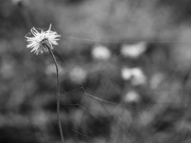 İpimiz bitmiş gibi görünüyor. Örümcek ağı ve yol kenarı çiçeği. Değersiz konsept. Güzel yol kenarı çiçekleri. Güzel çimen çiçekleri. Yaz akşamı. Siyah ve beyaz