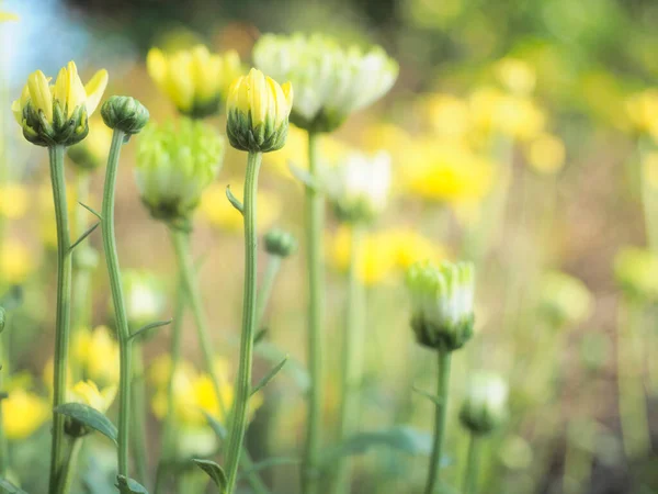 Små Blommor Landet — Stockfoto