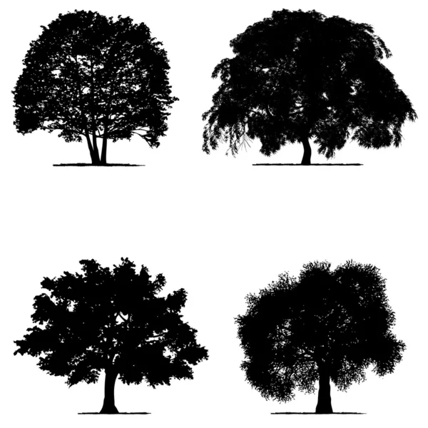 Dibujo vectorial del árbol - vector detallado — Vector de stock