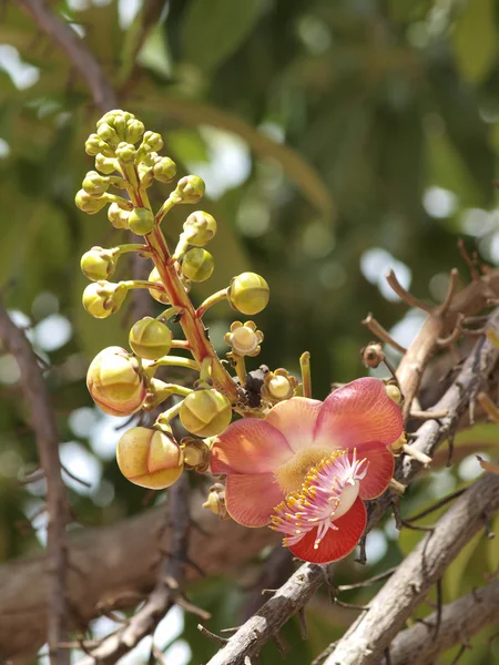 Flor de árbol de bola de cañón — Foto de Stock