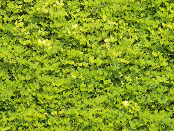 小小的叶子绿墙. — 图库照片