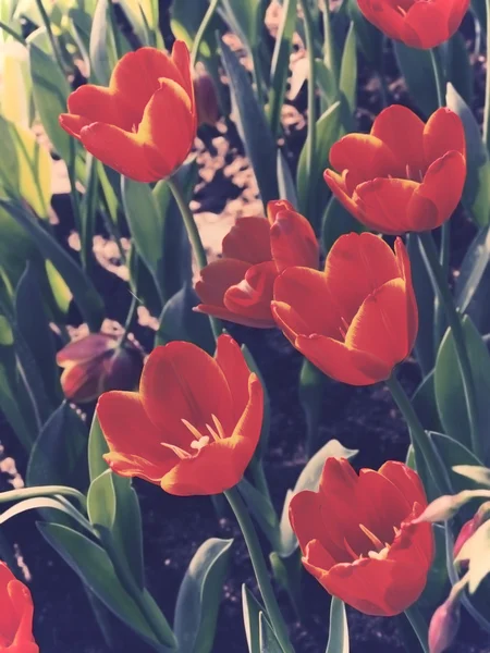 Vintage red  tulips in garden — Stock Photo, Image