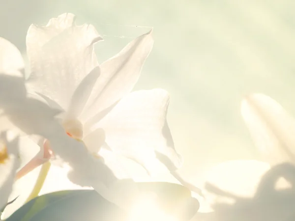 Retro naturliga bakgrund, med bleka vita blommor — Stockfoto