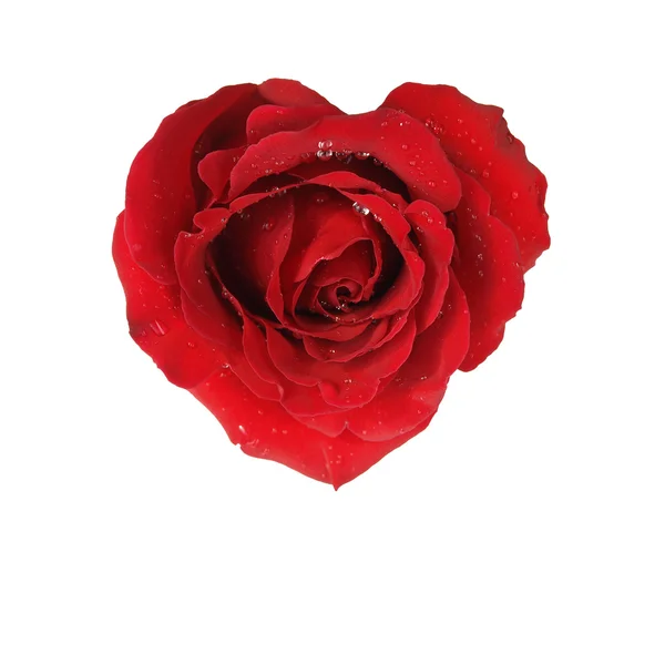 白色背景上孤立朵红玫瑰的心 — 图库照片