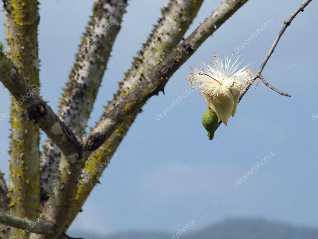 White Silk Cotton Tree The Latin Name Is Bombax Anceps Pierre Var Anceps Stock Photo Image By C Thaikrit White Silk Cotton Tree The Latin Name Is Bombax Anceps Pierre Var Anceps Stock Photo Image By C Thaikrit