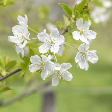 Bahar Çiçeği Arkaplanı