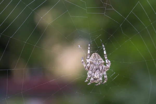 Павук в Інтернеті над зеленим тлом — стокове фото
