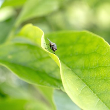 Yaprağın üzerinde uç