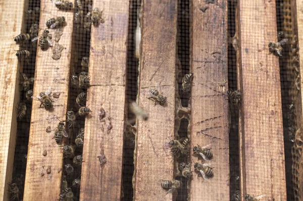 bees in bee hive frames on a sunny day