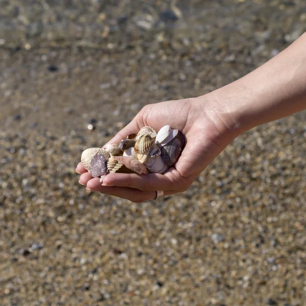 Hände voll Muscheln — Stockfoto