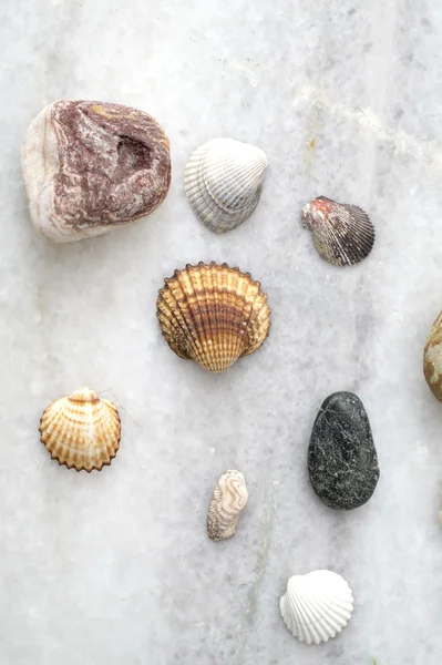 Коллекция морских раковин и скал — стоковое фото