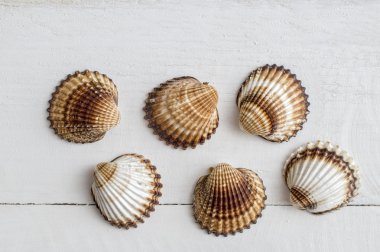 Beyaz bir arka plan üzerinde deniz kabuklarını topluluğu.