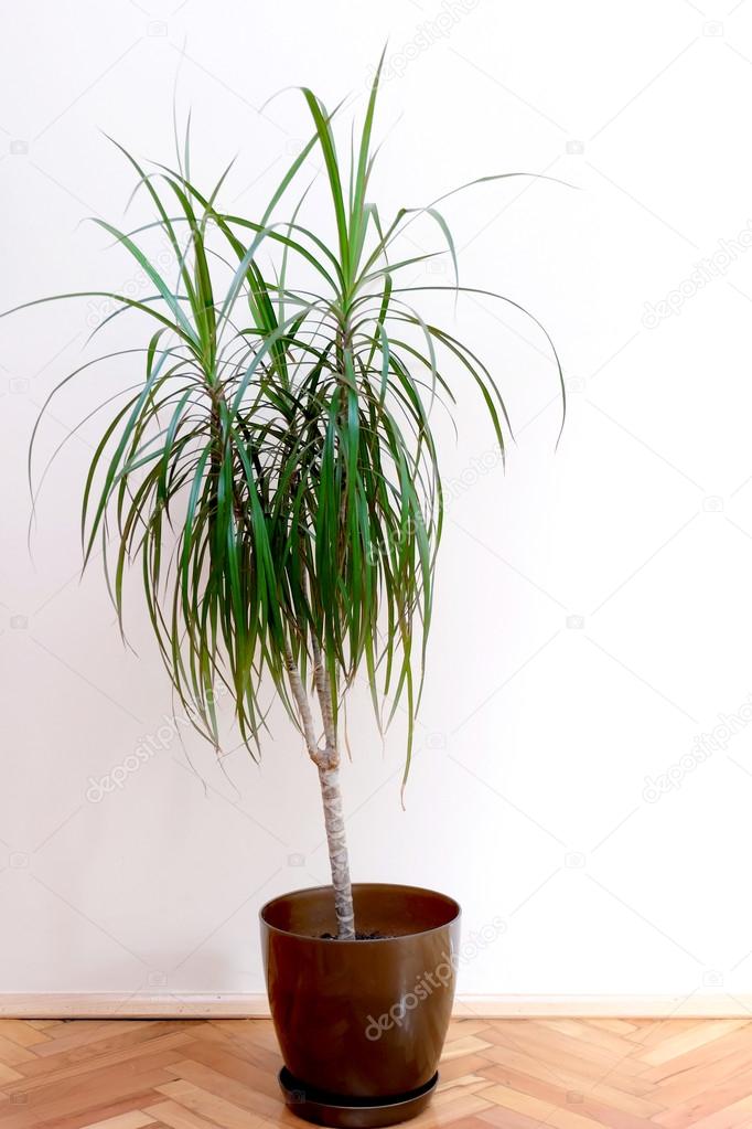 Potted Palm in the room
