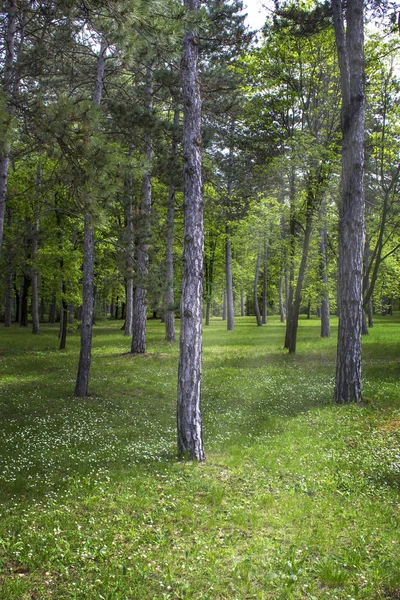 在春天的森林 — 图库照片