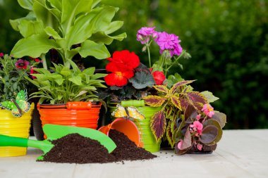 Ahşap masa üzerinde renkli çiçekler