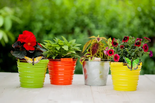 Background of beautiful garden flowers on a wooden board — 스톡 사진