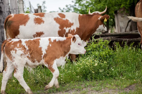 A mother cow and her calf stand in a farm — Stock Photo, Image