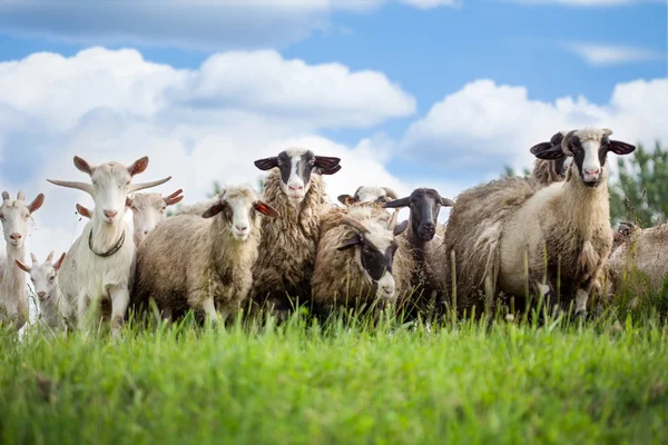 Flock av får och getter på bete i naturen — Stockfoto