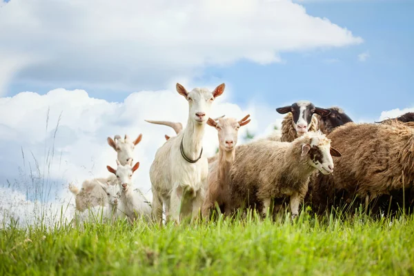 Troupeau de moutons et de chèvres sur les pâturages dans la nature — Photo