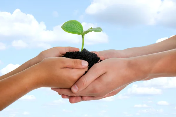 Human hands holding young plant with soil,beautiful sky in backg — Stock Photo, Image