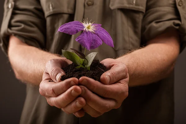 Hands of farmers holding a young flowers in hands,ecology concep — Stock Photo, Image