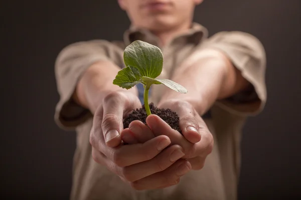 Hands of child peasant who holds fresh young plant,close up — Stock Photo, Image