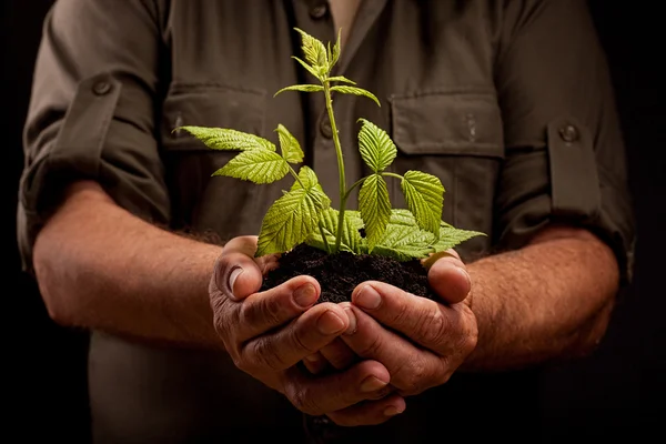 Hands of workers farmer that holds fresh young plant — Stock Photo, Image