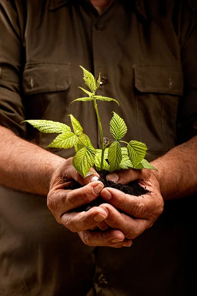 Hands of workers farmer that holds fresh young plant — Stock Photo, Image