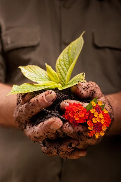 Hands of farmers holding young plant and flowers in hands,ecolog — Stock Photo, Image