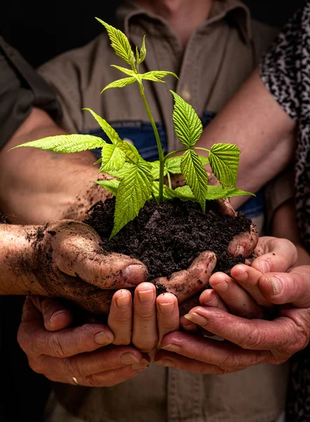 Farmers family hands holding a fresh young plant — Stock Photo, Image