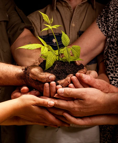 Farmers family hands holding a fresh young plant — Stock Photo, Image