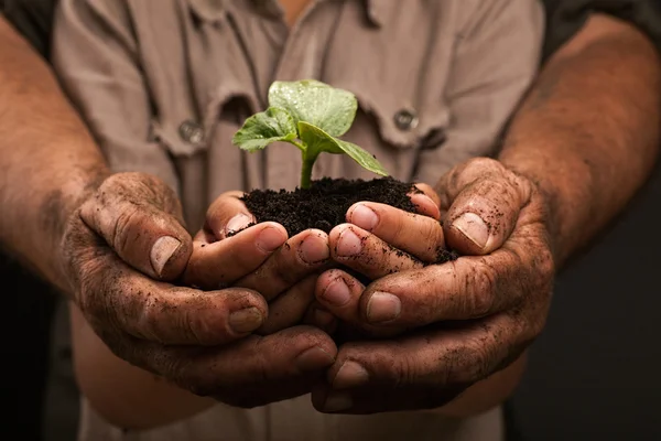 Farmers family hands holding a fresh young plant — Stock Photo, Image