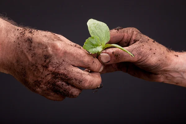 Dirty hands of farmer peasant that holds fresh young plant,close — Stock Photo, Image