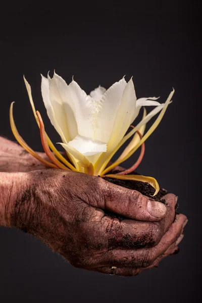 Hands of farmer peasant that holds fresh young flower — Stock Photo, Image