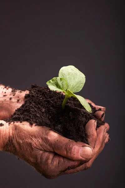 Hands of farmer peasant that holds fresh young plant,close up — Stock Photo, Image