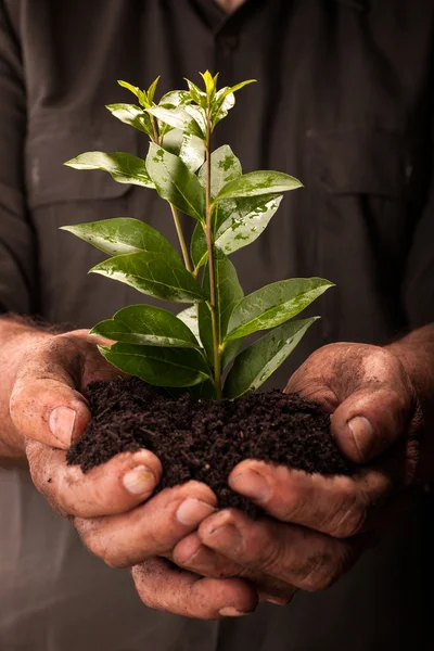 Hands of farmer peasant that holds fresh young plant,close up — Stock Photo, Image